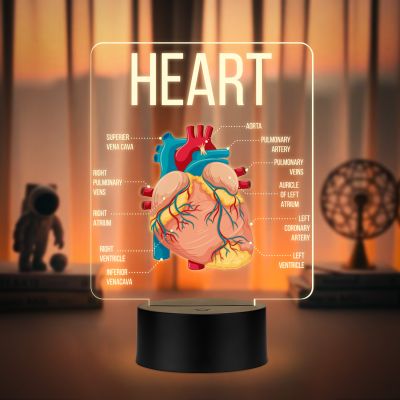 3D Illusion Anatomical Heart Diagram LED Lamp with Warm White Light Gift for Medical & Science Student Home, Clinic, Hospital & Study Desk Table Decor